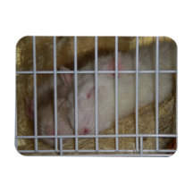 Imán de Flexi de las ratas el dormir