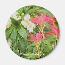 Imán de Japonica del Pieris