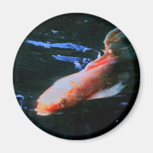 Imán de Koi