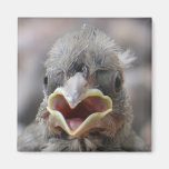 Imán de la actitud del pájaro de bebé