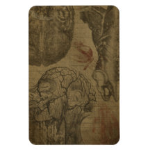 Imán de la anatomía gruesa