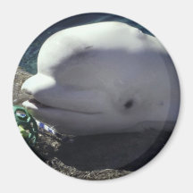 Imán de la ballena de la beluga