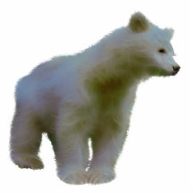 Imán de la fauna del OSO KERMODEI del ALCOHOL (esc Esculturas Fotográficas