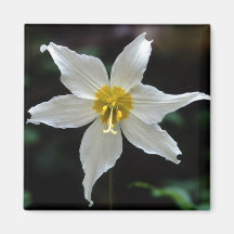 Imán de la flor