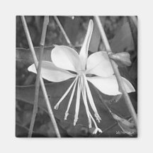 Imán de la flor de la bailarina