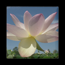 Imán de la flor de Lotus y del cielo azul imanes