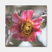 Imán de la floración de Cholla