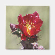 Imán de la floración de Cholla