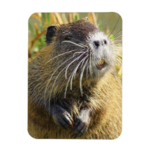 Imán de la foto del castor