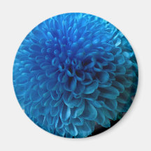 Imán de la macro de la flor del azul de cobalto