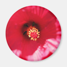Imán de la macro del hibisco