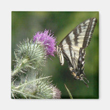 Imán de la mariposa de Swallowtail
