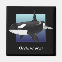 Imán de la orca, cuadrado