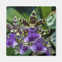 Imán de la orquídea de Zygopetalum