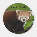 Imán de la panda roja