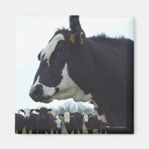Imán de la vaca de la reina