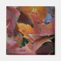 Imán de las hojas de otoño