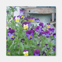 Imán de las violetas del país