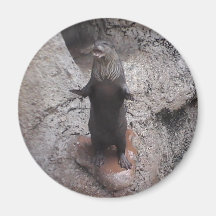 Imán de los cuentos altos de la nutria de mar
