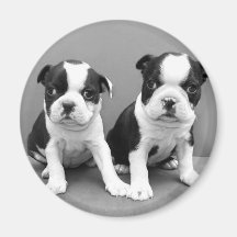 Imán de los perritos de Boston Terrier