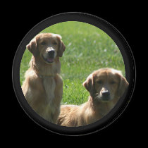 imán de los perros perdigueros de oro imanes
