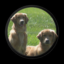 imán de los perros perdigueros de oro imanes