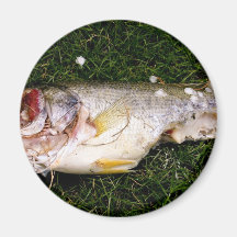 imán de los pescados
