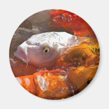 imán de los pescados