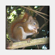 Imán de Nutkin de la ardilla