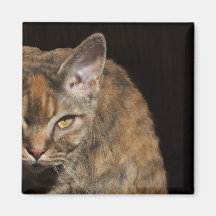 Imán de oro del gato del ojo