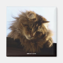 Imán de pelo largo del animal del gato de Tabby
