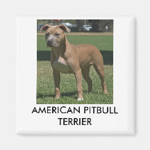 Imán de Pitbull Terrier del americano