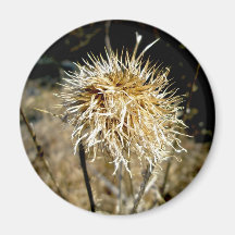 Imán de Seedhead del cardo