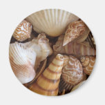 IMÁN DE SHELL DEL MAR