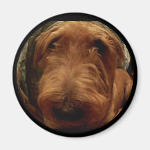 Imán de Terrier irlandés