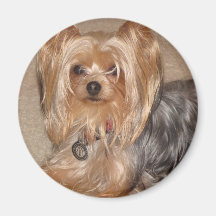 Imán de Yorkie