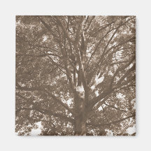 Imán del árbol