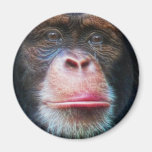 Imán del arte de la fauna del primate de la CARA d
