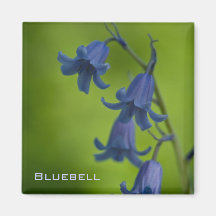 Imán del Bluebell