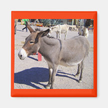 Imán del Burro de Oatman
