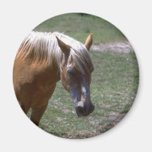 Imán del caballo