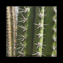 Imán del cactus de barril imanes
