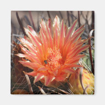 Imán del cactus de barril