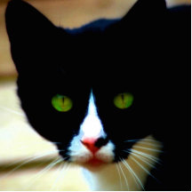 Imán del CAT Esculturas Fotograficas
