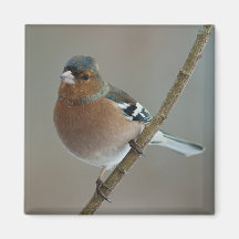 Imán del Chaffinch