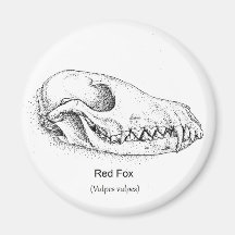 Imán del cráneo del Fox