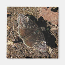 Imán del ~ de la mariposa de Duskywing