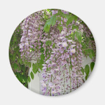 Imán del ~ de las glicinias de la lavanda