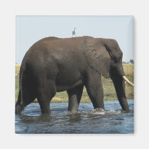 Imán del elefante