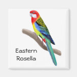 Imán del este del cuadrado del loro de Rosella